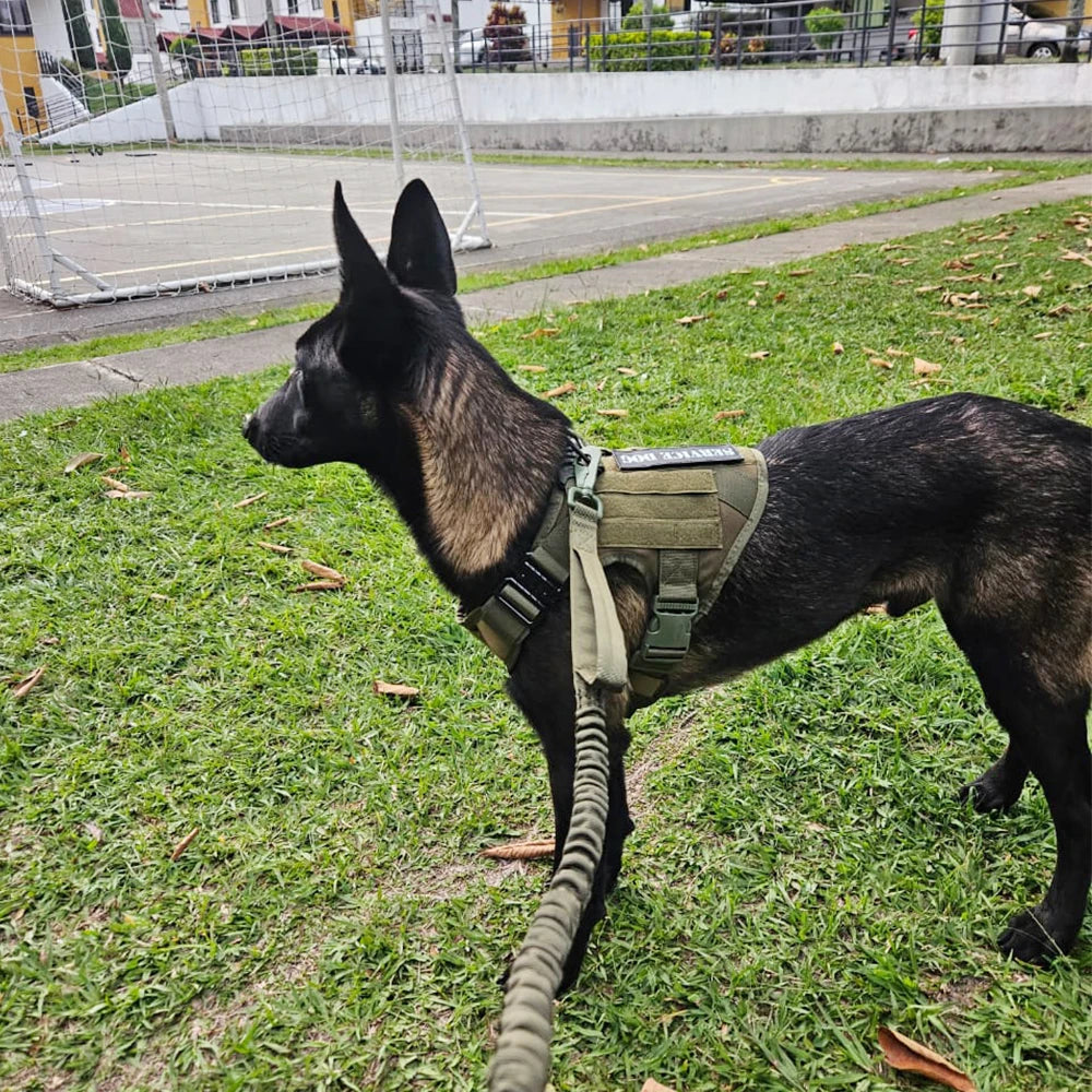 PETRAVEL Tactical Dog Harness & Leash Set | Military-Grade No-Pull Vest for Training, Walking & Hunting | S–XL