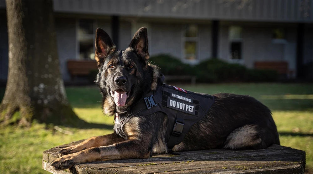 PETRAVEL Tactical Dog Harness & Leash Set | 1050D Nylon Vest | Quick-Release, MOLLE System | S–XL for Medium & Large Dogs