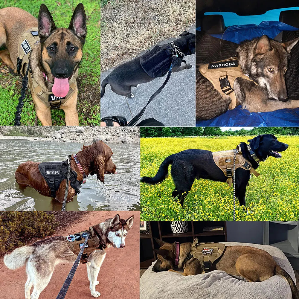 PETRAVEL Tactical Dog Harness & Leash Set | Military-Grade No-Pull Vest for Training, Walking & Hunting | S–XL